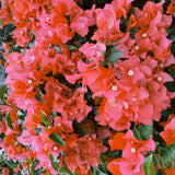 Set 2 Blush Pink Bougainvillea Live Plant 5-7 Inch Tall