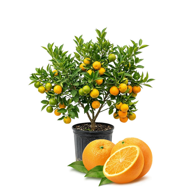 Sweet Orange Live Plant, Citrus Fruit Tree, 1-2 Feet Tall in Gallon Pot