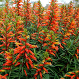 2 Yellow Orange Cuphea Plant 5-7 Inch Tall