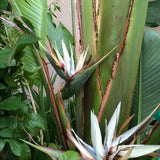 Set 3 White Bird of Paradise Live Plant 4-7 Inch Tall