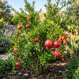 Pomegranate Live Plant, Pomegranate Tree, 8-10 Inch Tall, 4 Inch Pot