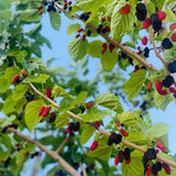 Dwarf Everbearing Mulberry Fruit Plant Live 6-8 Inches Tall