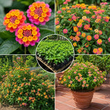2 Pink Lantana Plants Live, Hardy Flowering Perennial, 4-6" Tall