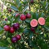 2 Strawberry Guava Live Plants, Sweet Guava Plant, 4-6 Inch Tall