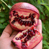 Wonderful Pomegranate Plant Live, Edible Fruit Tree, 4-7 Inch Tall