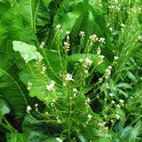 3 Horseradish Live Plants, Live Starter Plant, 4-6 Inch Tall