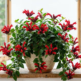 2 Lipstick Vine Live Plants, Trailing Houseplant, 2 Inch Pot