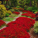 2000 + Red Creeping Thyme Garden Seeds, Live Starter Plant