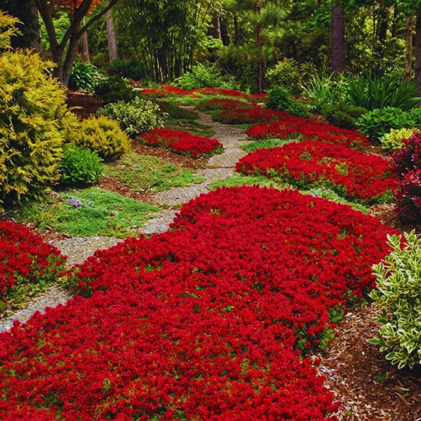 2000 + Red Creeping Thyme Garden Seeds, Live Starter Plant