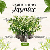 4 Pack Night Blooming Jasmine Live Plants, 4-7 Inc Tall