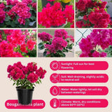 Set 2 Double Red Bougainvillea Live Plant 5-7 Inch Tall