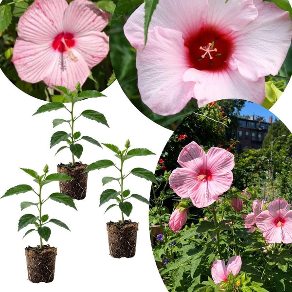 Set of 3 Hardy Hibiscus Live Plants, Red Pink Hibiscus Plant, 4–6" Tall