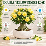 Double Yellow Desert Rose Plant Live, Succulent Houseplant, 4-7 Inch Tall