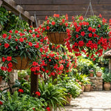 6 Red Mexican Petunia Live Plants, Perennial Plant, 4-6 Inch Tall