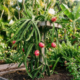 2 White Dragonfruit Live Plants, Dragon Fruit Live, 3-6 Inch Tall