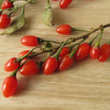 2 Goji Berry Plants, Sweet Edible Fruit, 4-6 Inch Tall