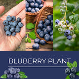 2 Elliott Blueberry Plants Live, Home Garden Plant, 4-7 Inch Tall