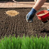 36000 Zoysia Grass Seeds for Lawn, Thick Green Lawns