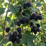 2 Triple Crown Black Berry Live Plants, Indoor Outdoor Plant, 4-6 Inch Tall