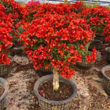 Red Bougainvillea Live Plant, Flowering Vine, 6-8 Inch Tall, 4 Inch Pot