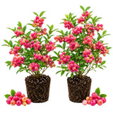 2 Pink Lemonade Blueberry Plants Live for Planting, 4-6 Inc Tall, Sweet Blueberry Bushes Live Plant, Fruit Tree, High Yielding, No Pot