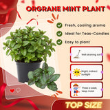 2 Orange Mint Live Plants, Fragrant Culinary Herb, 4-5 Inch Tall