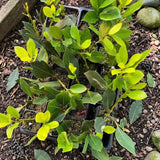 Sweet Bay Leaf Tree Plant Live, Bay Laurel Herb, 8-12 Inch Tall