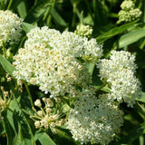 2 White Milkweed Plants Live, Hardy Garden Plant, 4-6 Inch Tall