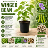 Winged Bean Live Plant, Bean Bush Starter Plants, 4-6 Inch Tall, 4 Inch Pot