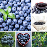 2 Top Hat Blueberry Plant Live, Blueberry Bushes Plant, 4-7 Inch Tall