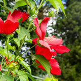 4 Deep Red Hibiscus Live Plants, Hibiscus Flower, Patio Container Plant, 4-8 Inch Tall