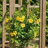 2 Yellow Live Allamanda Plants, Garden Plant