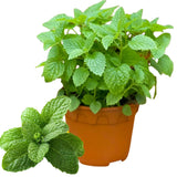 6 Spearmint Live Plants, 3-6 Inch Tall