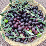 2 Olive Trees Live Plants, Patio Container Tree, 4-6 Inch Tall