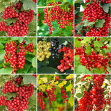 Pack 3 Red Currant Plant Live for Outdoor Growing, Currant Bushes Plugs Size 3-5" Tall, No Pot, Fast-Growing and Cold Hardy, Ready for Spring Planting