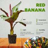 Red Banana Live Plant, Live Starter Plant, 4-6 Inch Tall