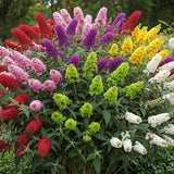 2 Random Buddleia Live Plants, 5-9" Butterfly Bush for Outdoor Gardens