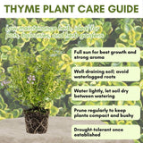 Combo 3 Lemon Thyme Live Plant 4 Inch Pot