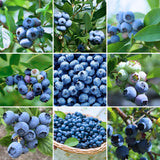2 Biloxi Blueberry Live Plants, Container Berry Plant, 4-6 Inch Tall