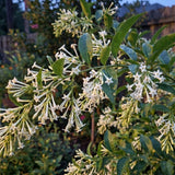 Set of 3 Fragrant Night Blooming Jasmine Plants Live,