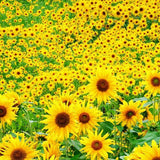 Yellow Sunflower Live Plant, Outdoor Garden Flower Plant, 3-5 Inch Tall