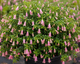 Rare Pink Fuchsia Plant Live in 5'' Pot, Hanging Fuchsia Flowers Bush Shrub for Hanging Basket, Hardy Indoor Outdoor Flowering Plant, 4–8 Inch Tall Starter Plants