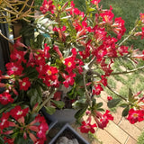 Red Desert Rose Live Plant, Adenium Bushes, 4-6 Inch Tall