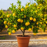 Lemon Live Plant, Container Citrus Tree Plant, 2 Ft Tall, 1 Gallon Pot