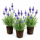 Light Purple Lavender Plant Live, Purple Blooms Flower, 4-6 Inch Tall
