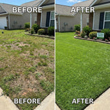 90000 Green Emerald Zoysia Grass Seeds for Planting, Indoor Outdoor Plant
