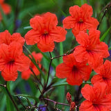 6 Red Live Petunia Plants, Patio Container Plant, 5-7 Inch Tall