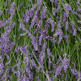 2 Provence Lavender Live Plants, 4-7 Inch Tall