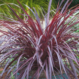 2 Pack Red Fountain Grass Plants, 4–6 Inches Tall