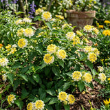 2 White Yellow Lantana Plants Live, Hardy Flowering Perennial, 4-6" Tall